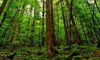 世界游艇挑战赛赛事志愿者风采影像获媒体转载，游艇锦标赛